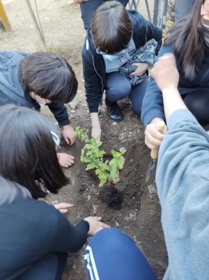 Conmemoramos el Día Internacional del Árbol